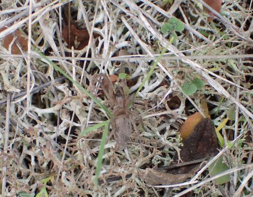 Drassodes sp.